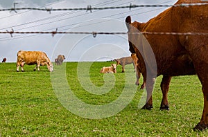 A little hed of brown cows and calves graze in a geen photo