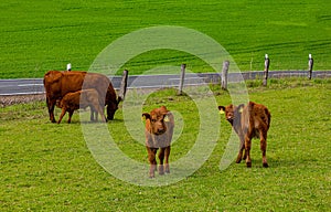 A little hed of brown cows and calves graze in a green meadow photo