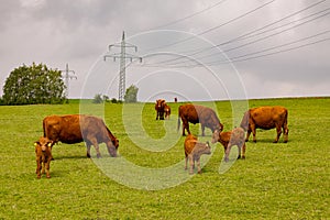 A little hed of brown cows and calves graze in a green meadow photo