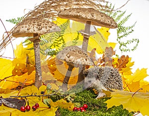 Little hedgehod with parasol mushrooms on forest autumnal background