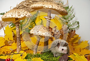 Little hedgehod with parasol mushrooms on forest autumnal background