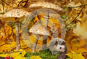 Little hedgehod with parasol mushrooms on forest autumnal background
