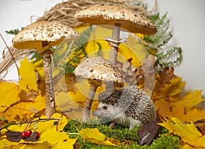 Little hedgehod with parasol mushrooms on forest autumnal background