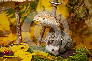 Little hedgehod with parasol mushrooms on forest autumnal background