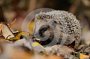 Little Hedgehog photo