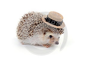 Little hedgehog.