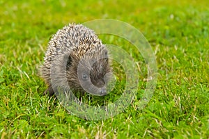 Little hedgehog