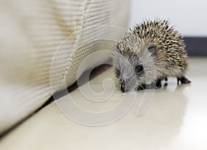 Little hedgehog with brown and white beaks walking. Erinaceinae.
