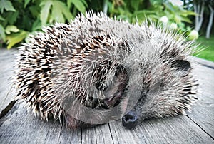 Little hedgehog cringing from the cold sleeping