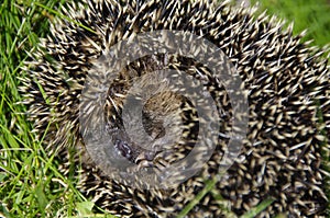 Little hedgehog / Erinaceus europaeus