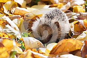 Little hedgehog in fallen leaves looking for food