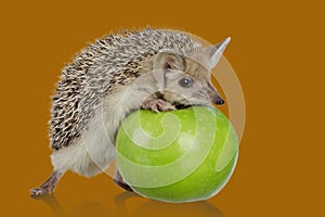 little hedgehog and green apple isolate on transperent background