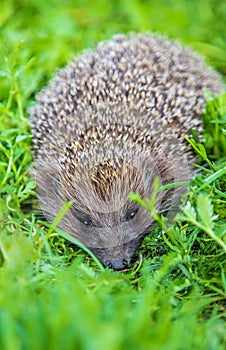 little hedgehog in nature. animals. selective focus