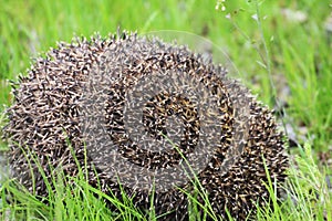 The little hedgehog noticed the enemies and curled up