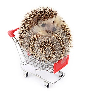 Little hedgehog and shopping cart.