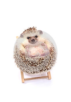 Little hedgehog sitting on beachchair.