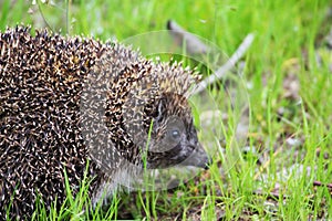 Little hedgehog sniffs fresh spring grass