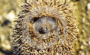 Little hedgehog unrolling, uncurling or unfolding. Close-up view of a hedgehog ball defending himself. Animal themes. Portrait of