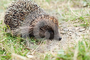 Little hedgehog walks on the grass. Wildlife fauna. Animal mammals with spines