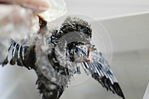 A little helpless chick sweeping. Problems of birds, to feed the chick that fell out of the nest