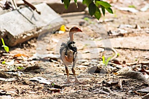 Little hen thai from farm