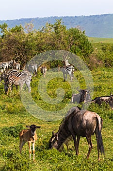 Little herd of zebraz and wildebeests in Ngorongoro crater. Tanzania, Africa