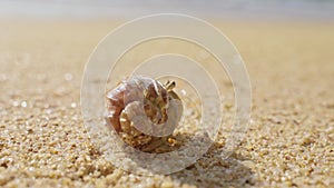 Little Hermit crab on beach sand waves. Hermit crab hiding inside of shell