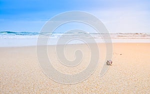 A little hermit crab on the beautiful beach