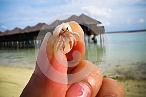 Little hermit crab in hand