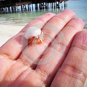 Little hermit crab on palm