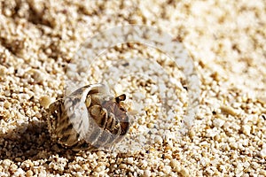 Little hermit crabs