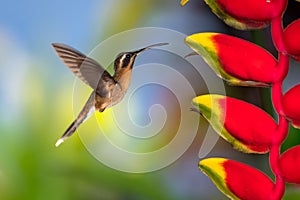 Little Hermit hummingbird hovering by a Lobster Claw Heliconia