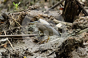 Little Heron (Butorides striata)