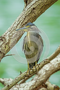 Little Heron (Butorides striata)