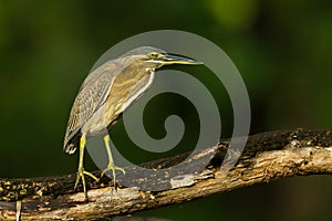 Little Heron (Butorides striata)