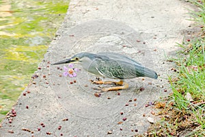 Little Heron, Butorides striata By the pool,