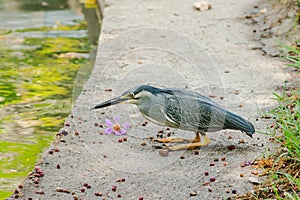 Little Heron, Butorides striata By the pool,