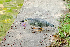 Little Heron, Butorides striata By the pool