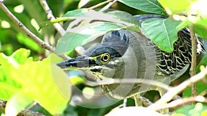 Little Heron Peeping Between Tree Branches