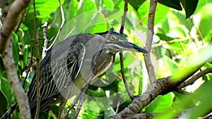 Little Heron Perched On A Tree Branch
