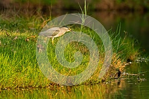 Little heron walking on grass field to swamp