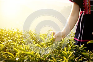Little hill tribe farmer from Thailand picking tea leaves on tea