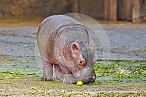 Little hippo