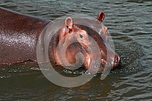 Little Hippo Portrait