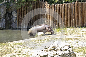 little hippo in safari zoo