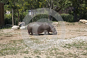 little hippo in safari zoo