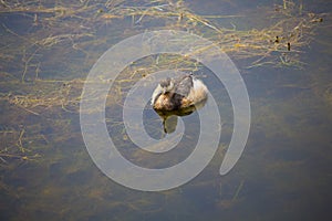 Little Hoary -headed Grebe swimming in the lake.