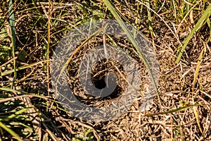 Little hole of a mouse on the big field