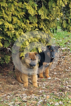 Little homeless dogs on the street