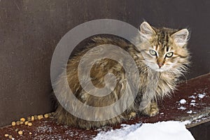 Little homeless kitten in winter